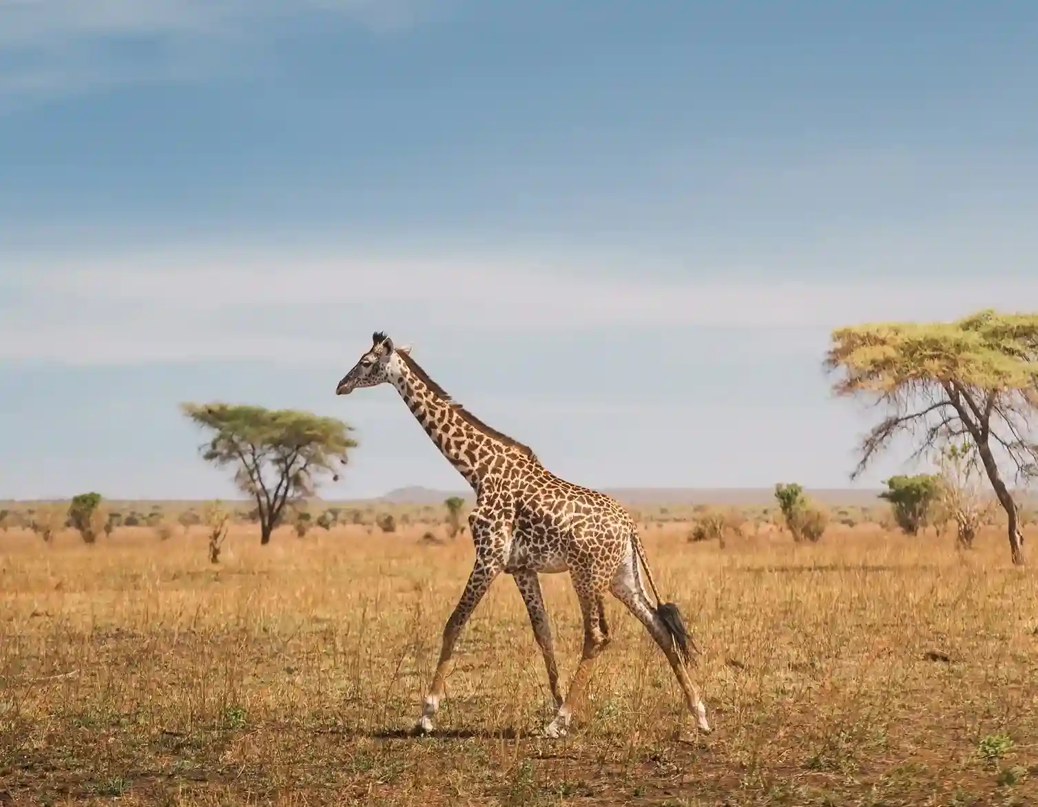 5 Days Private Northern Circuit Safari